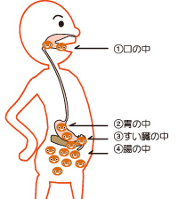 消化