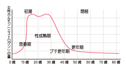 女性ホルモンと酵素の深い関係